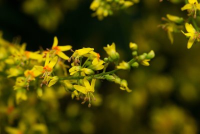 Koelreuteria paniculata - svitel latnatý - květ